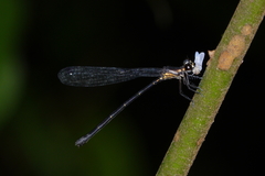 Lestoidea