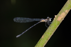 Lestoidea