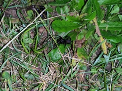 Hadronyche modesta