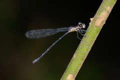 Lestoidea