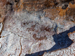 Athelia epiphylla