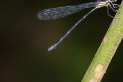 Lestoidea