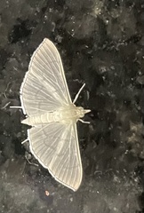 Poliobotys ablactalis