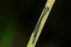 Lestoidea