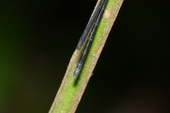 Lestoidea