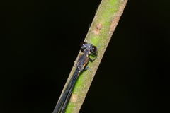 Lestoidea