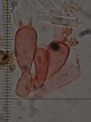 Athelia epiphylla