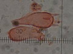 Athelia epiphylla