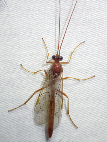 Cidaphus glabrosus
