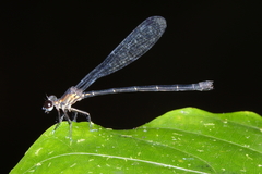 Lestoidea