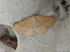 Cyclophora ruficiliaria