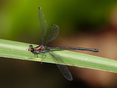 Austroargiolestes aureus