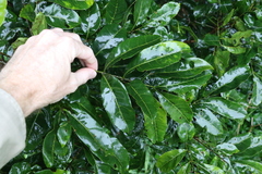 Dysoxylum fraserianum