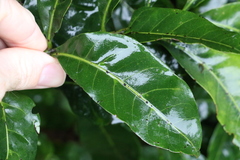 Dysoxylum fraserianum