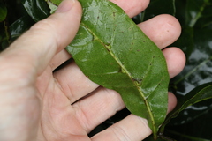 Dysoxylum fraserianum