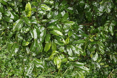 Dysoxylum fraserianum