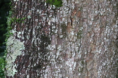 Dysoxylum fraserianum