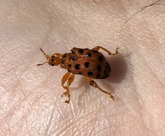 Paroplapoderus