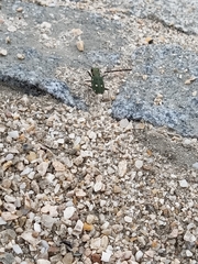 Cicindela campestris