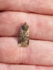 Conistra staudingeri