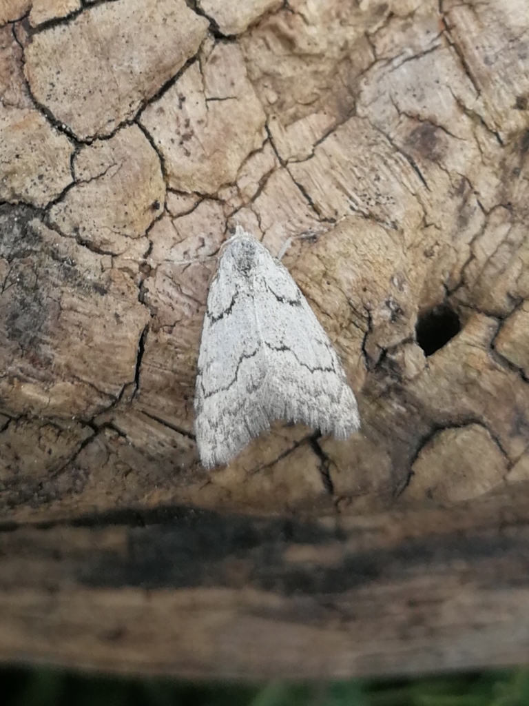 Nola thymula
