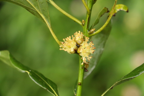 Neolitsea australiensis Kosterm.