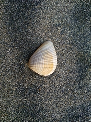 Anomalodiscus squamosus