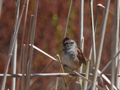 Melospiza georgiana georgiana