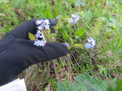 Myosotis decumbens