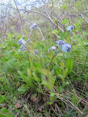 Myosotis decumbens
