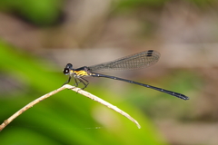 Lestoidea conjuncta