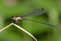 Lestoidea conjuncta
