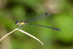 Lestoidea conjuncta