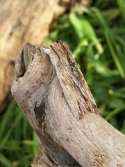 Lithophane semibrunnea