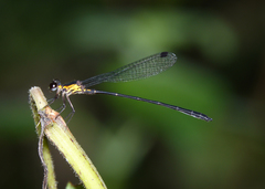 Lestoidea conjuncta