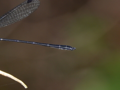 Lestoidea conjuncta