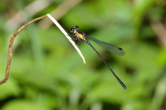 Lestoidea conjuncta
