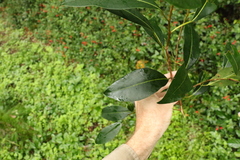 Ficus watkinsiana