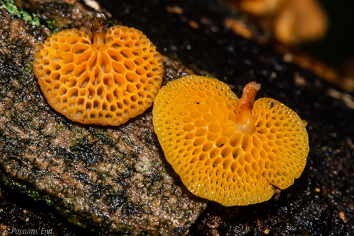 orange pore fungus