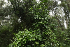 Ficus watkinsiana