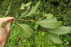 Ficus watkinsiana