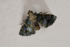 Arescoptera haplocala