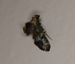 Arescoptera haplocala