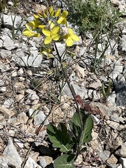 Brassica montana