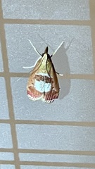 Syntonarcha iriastis