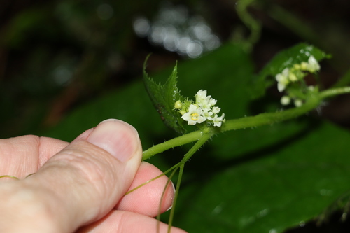 Image of Mawhai (Sicyos australis) by (c) Greg Tasney, some rights reserved (CC BY-SA)
