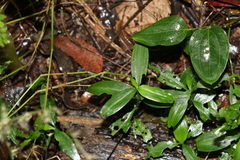 Aneilema acuminatum
