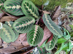Maranta