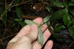 Aneilema acuminatum