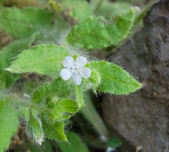 Thyrocarpus glochidiatus
